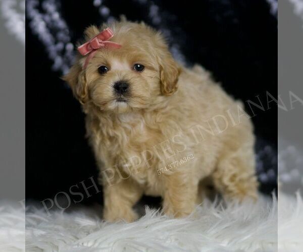 Medium Photo #4 Maltipoo Puppy For Sale in WARSAW, IN, USA