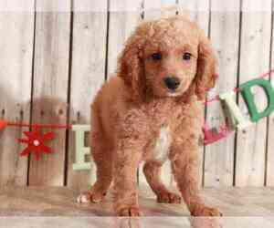 Bichon Frise-Cavapoo Mix Puppy for sale in MOUNT VERNON, OH, USA