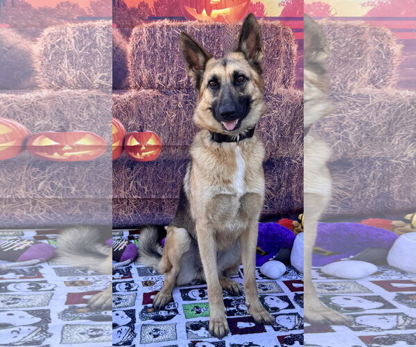 Medium Photo #1 German Shepherd Dog Puppy For Sale in Lake Elsinore, CA, USA