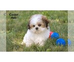 Small #22 Shih Tzu
