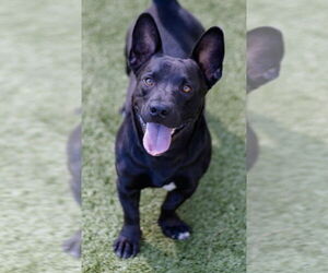 Pembroke Welsh Corgi-Unknown Mix Dogs for adoption in Canton, CT, USA