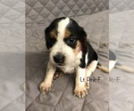 Small Photo #7 Beagle Puppy For Sale in MUSTANG, OK, USA