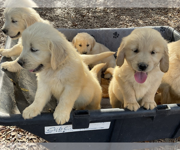 Medium Photo #17 Golden Retriever Puppy For Sale in CAMILLA, GA, USA