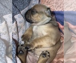 Small Photo #15 Frenchie Pug Puppy For Sale in FILLMORE, CA, USA