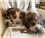 Small #17 Beagle