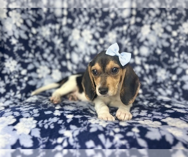 Medium Photo #4 Beagle Puppy For Sale in LAKELAND, FL, USA