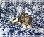 Small #3 Beagle