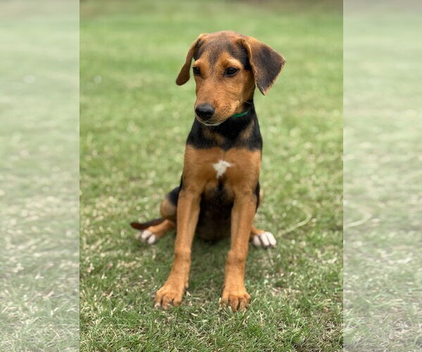 Medium Photo #6 Mutt Puppy For Sale in PIPE CREEK, TX, USA