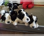 Small Photo #1 Sheepadoodle Puppy For Sale in GILBERT, AZ, USA