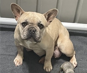 Mother of the French Bulldog puppies born on 01/30/2023