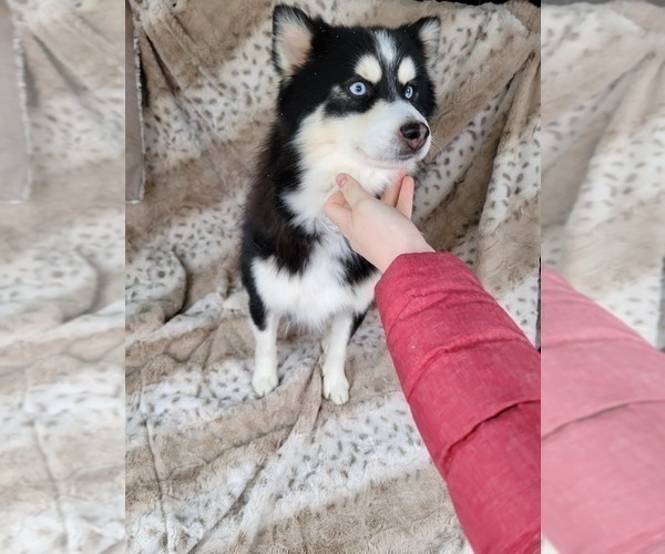 Medium Photo #1 Pomsky Puppy For Sale in BELLEVUE, IA, USA