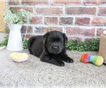Small #8 Labrador Retriever