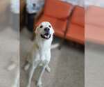Small #3 white german shepherd Mix