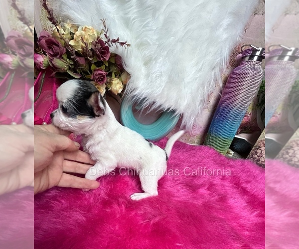 Medium Photo #3 Chihuahua Puppy For Sale in TRACY, CA, USA
