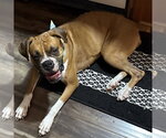 Small #1 Boxer