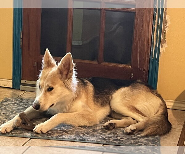 Medium Photo #5 Mutt Puppy For Sale in Oak Bluffs, MA, USA