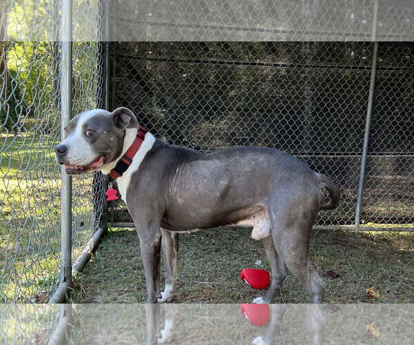 Medium Photo #18 Mutt Puppy For Sale in Garner, NC, USA