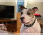 Small #9 American Staffordshire Terrier Mix