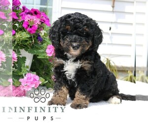 Bernedoodle (Miniature) Puppy for sale in LANCASTER, PA, USA