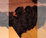 Small Photo #20 Schnauzer (Miniature) Puppy For Sale in ENID, OK, USA