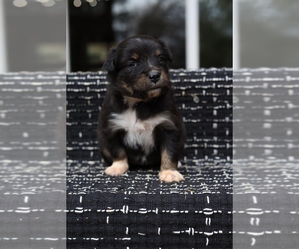 Medium Photo #8 Miniature American Shepherd Puppy For Sale in DAWSON, GA, USA