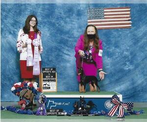 Mother of the Manchester Terrier (Toy) puppies born on 08/26/2025