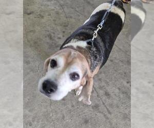 Beagle Dogs for adoption in San Antonio, TX, USA