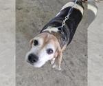Small Beagle