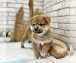 Small Photo #8 Shiba Inu Puppy For Sale in SAN FRANCISCO, CA, USA