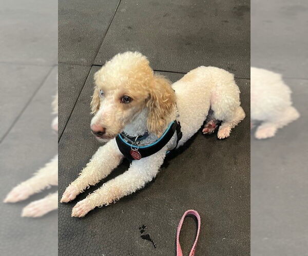 Medium Photo #3 Poodle (Miniature) Puppy For Sale in St. Louis Park, MN, USA