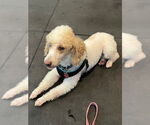 Small #2 Poodle (Miniature)