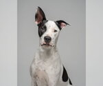 Small Photo #18 Bullypit Puppy For Sale in Oakhurst, NJ, USA