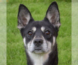 Gerberian Shepsky Dogs for adoption in Huntley, IL, USA