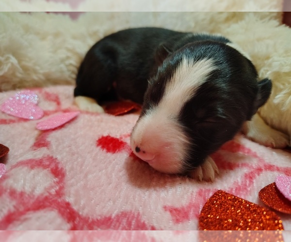 Medium Photo #7 Border Collie Puppy For Sale in NORBORNE, MO, USA