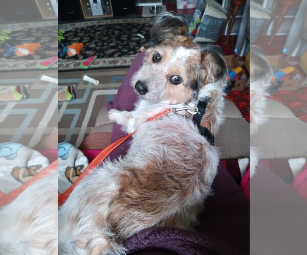 Medium Photo #4 Parson Russell Terrier-Unknown Mix Puppy For Sale in Princeton, MN, USA