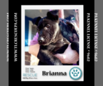 Small Photo #6 Labrador Retriever-Unknown Mix Puppy For Sale in Kimberton, PA, USA
