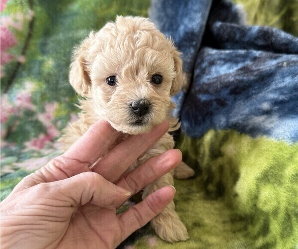 Medium Photo #2 Poodle (Miniature) Puppy For Sale in THORP, WI, USA