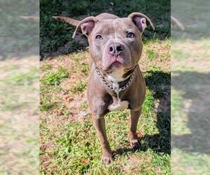 American Pit Bull Terrier Dogs for adoption in Akron, OH, USA