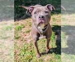 Small American Pit Bull Terrier