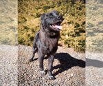 Small Photo #2 Australian Shepherd Puppy For Sale in Albuquerque, NM, USA