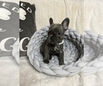 Small #4 French Bulldog