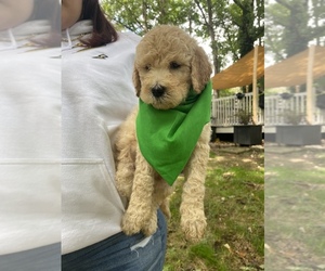 Goldendoodle Puppy for sale in ATHENS, TN, USA