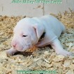 Small Photo #80 Dogo Argentino Puppy For Sale in JANE, MO, USA