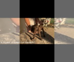 Small Photo #7 German Shorthaired Pointer Puppy For Sale in MILLEN, GA, USA