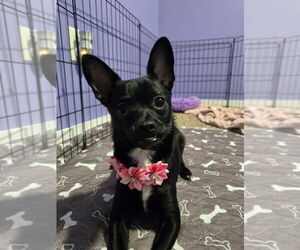 Chihuahua-Unknown Mix Dogs for adoption in Aurora, IN, USA