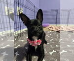 Small Chihuahua Mix
