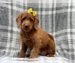 Small #9 Miniature Labradoodle