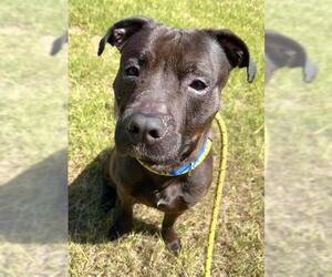 American Staffordshire Terrier Dogs for adoption in Fort Lauderdale, FL, USA