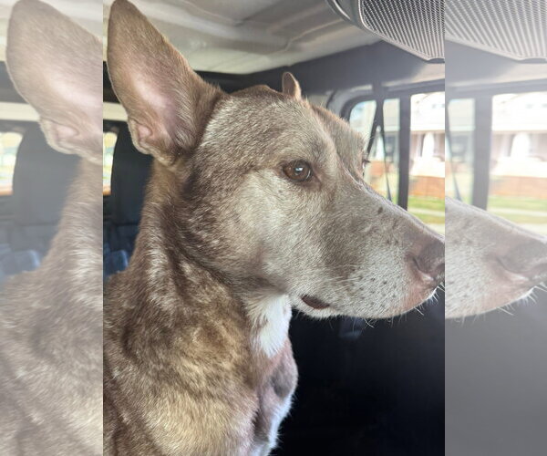 Medium Photo #20 Siberian Husky-Unknown Mix Puppy For Sale in Germantown, OH, USA