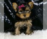 Small Photo #32 Yorkshire Terrier Puppy For Sale in WARSAW, IN, USA